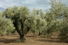 olive_harvesting