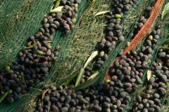 olive_harvesting_