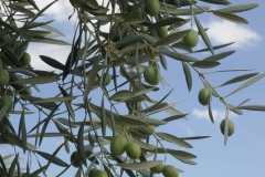 olive_harvesting_tree