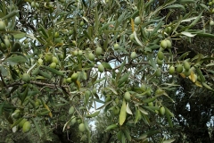 olive_harvesting_tree2