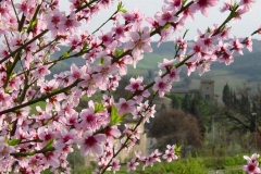 spring_primavera_toscana