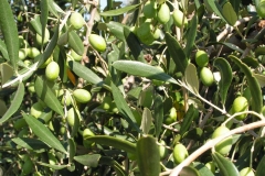 virgin_oil_OLIVE