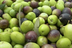 virgin_oil_Olives-harvest