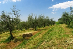 virgin_oil_oliveta