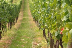wines_vigneto